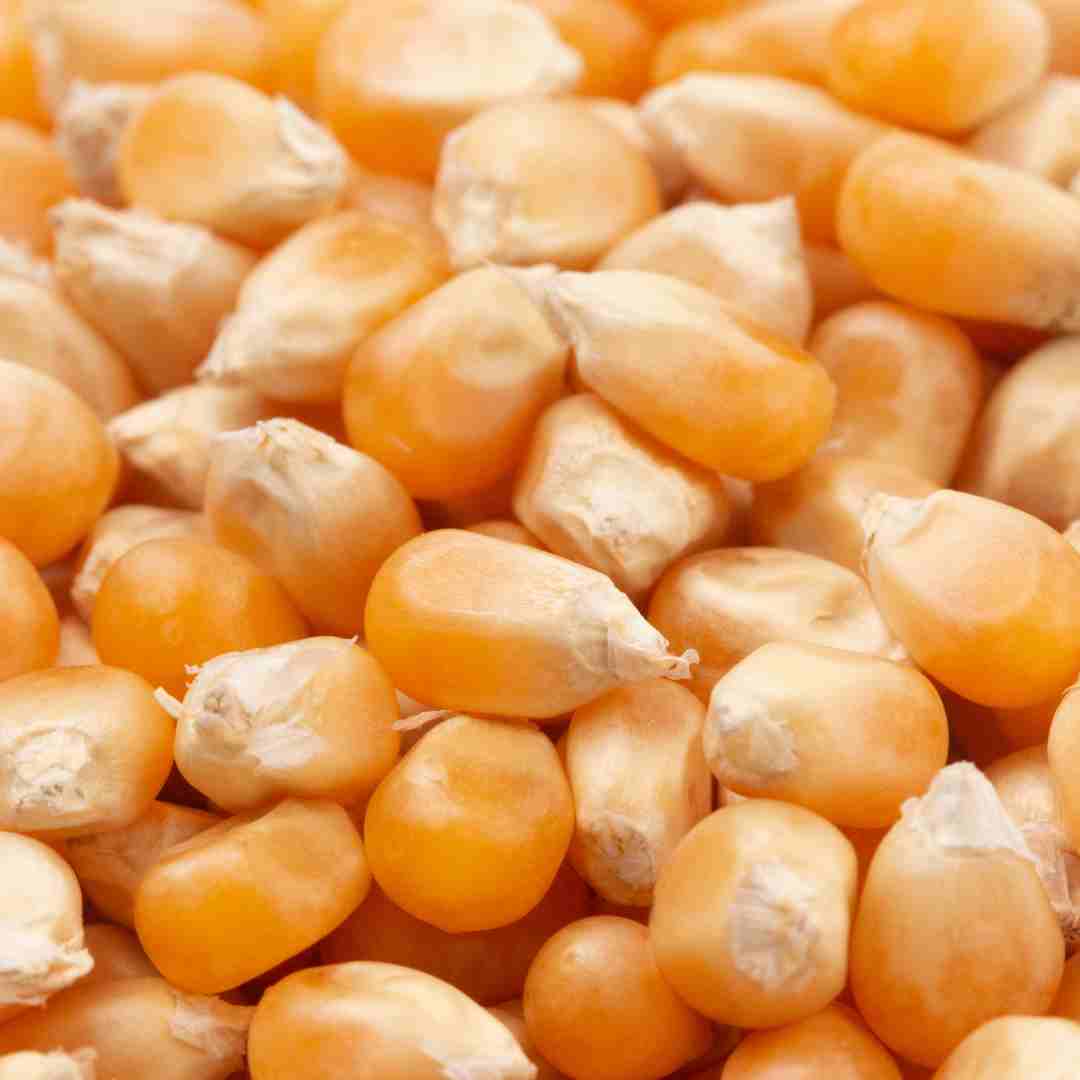 Popcorn